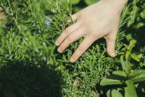 smell of grass