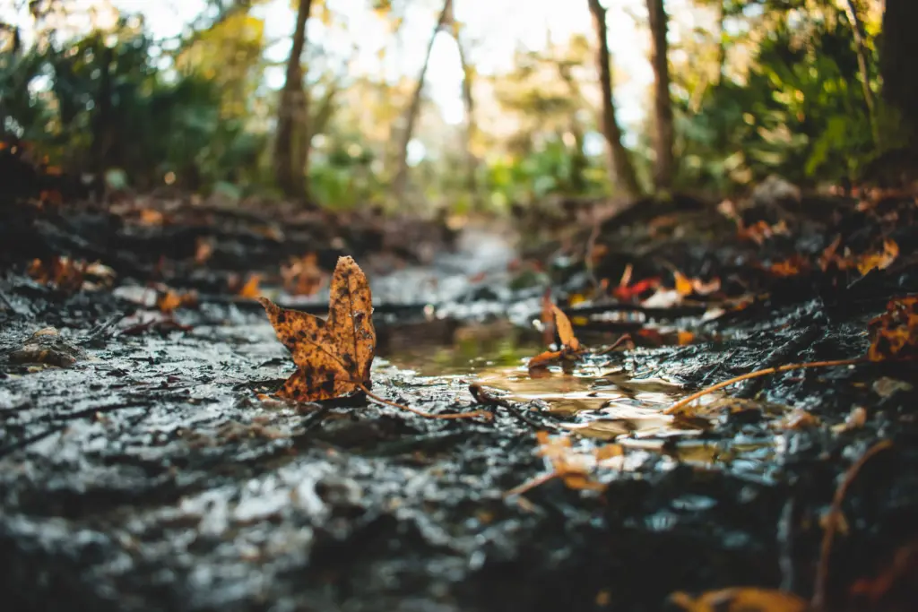 petrichor smell​