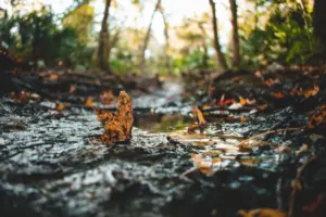 petrichor smell​