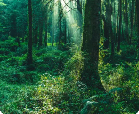 forest smell technology