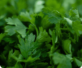 cilantro