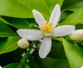 blossom smell