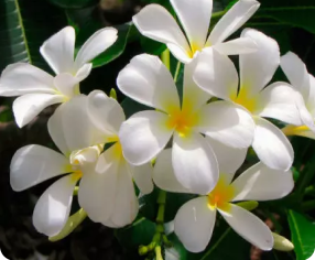 jasmine smell