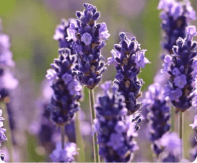 lavanda