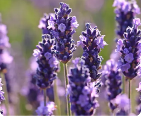 lavender smell