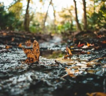 petrichor smell​