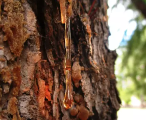 pine resin smell