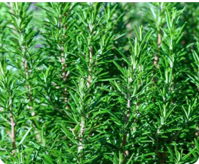 rosemary smell