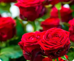 roses smell