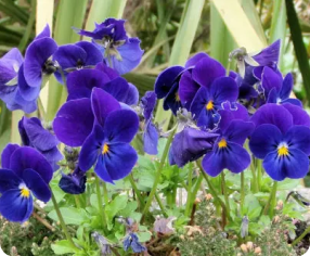 violets smell